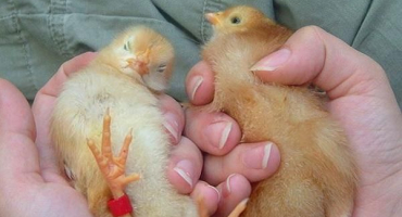 10 Nejlepších metod, jak nezávisle určit pohlaví kuřete